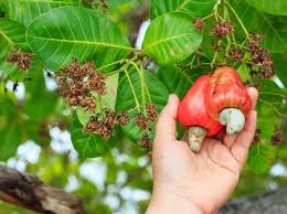 Cashew Production and Post-Harvest Techniques