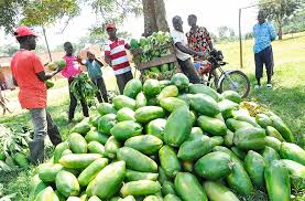 Pawpaw Production and Post-Harvest Techniques