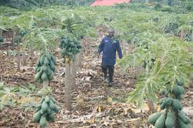 Pawpaw Production and Post-Harvest Techniques