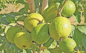 Guava Production and Post-Harvest Techniques Guava Production and Post-Harvest Techniques