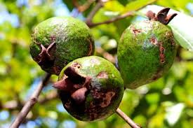 Guava Production and Post-Harvest Techniques Guava Production and Post-Harvest Techniques