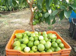 Guava Production and Post-Harvest Techniques