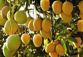 Mango Production and Post-Harvest Techniques