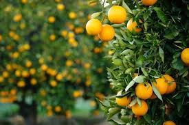 Citrus Production and Post-Harvest Techniques