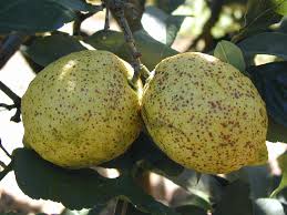 Citrus Production and Post-Harvest Techniques