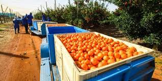 Citrus Production and Post-Harvest Techniques