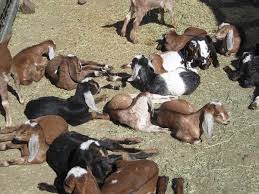 Comprehensive Guide to Fattening Sheep and Goats