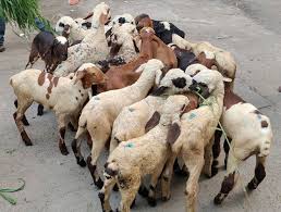 Comprehensive Guide to Fattening Sheep and Goats