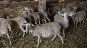 Complete Practical Guide on Sheep Production