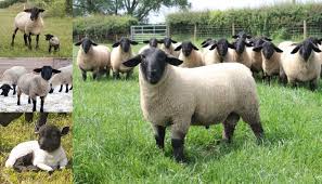 Complete Practical Guide on Sheep Production