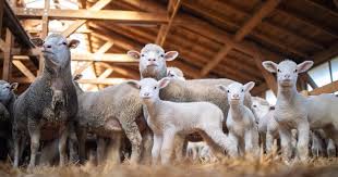 Complete Practical Guide on Sheep Production