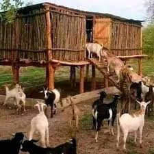 Complete Practical Guide on Goat Production