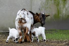 Complete Practical Guide on Goat Production