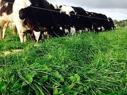 Pasture Production and Management