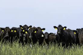 Pasture Production and Management