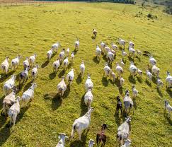 Pasture Production and Management