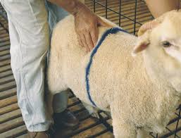 Procedures for Estimating the Weight of Small Ruminants