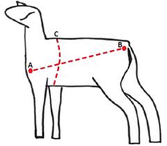 Procedures for Estimating the Weight of Small Ruminants