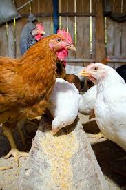 Pratique Complète Coq Poules La Formulation De L'Aliment Guide