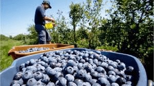 Complete Practical Guide on Organic Blueberry Farming