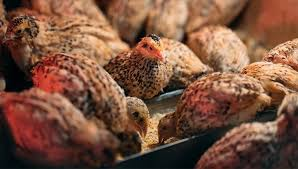 Complete Practical Quail Feed Formulation Guide