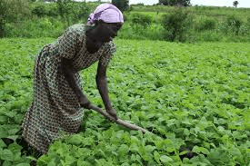 Complete Practical Guide on Organic Beans Farming