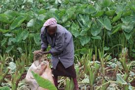 Complete Practical Guide on Organic Arrowroot Farming