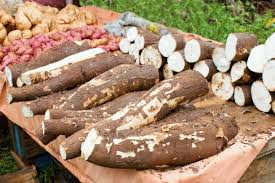 Complete Practical Guide on Organic Arrowroot Farming