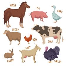 Introduction to Ruminant Animals