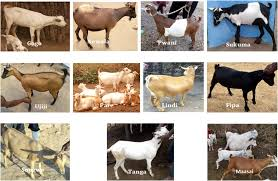 Population and Distribution of Goats In Nigeria