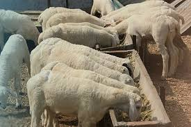 Feeding and Breeding Management of Small Ruminants Animals