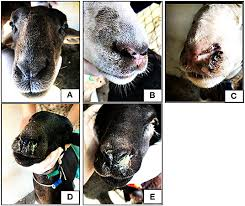 Some Common Diseases and Parasites in Sheep and Goats