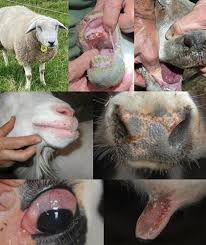 Some Common Diseases and Parasites in Sheep and Goats