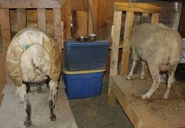 Adequate Ruminant Housing in Sheep and Goat