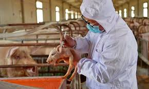 Effective Disease Prevention on Farm Animals