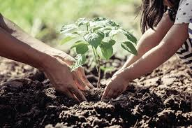 Permanent Transplanting of Tree Crops Into the Field