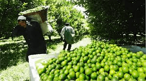 Complete Practical Guide on Organic Lime Farming