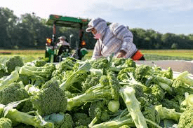 Complete Practical Guide on Organic Broccoli Farming