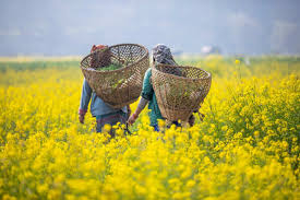 Complete Practical Guide on Organic Mustard Farming