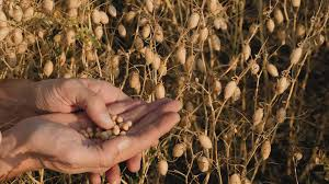 Complete Practical Guide on Organic Chickpea Farming