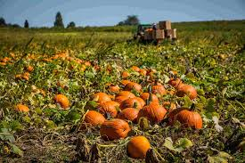 Complete Practical Guide on Organic Pumpkin Farming