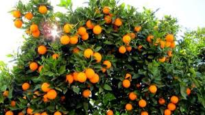 Complete Practical Guide on Organic Mandarin Farming