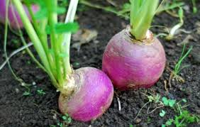 Complete Practical Guide on Organic Turnip Farming