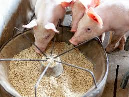 Complete Practical Pigs Feed Formulation Guide