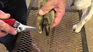Hoof Trimming in Sheep and Goat Hoof Trimming in Sheep and Goat