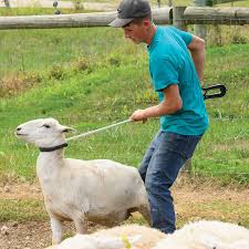 Catching and Holding Sheep and Goats Easily