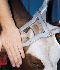 Methods of Dehorning in Animals