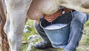 Methods of Milking