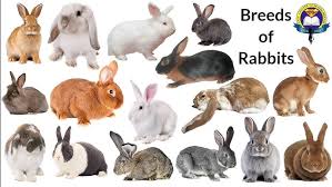 Breeds of Rabbits