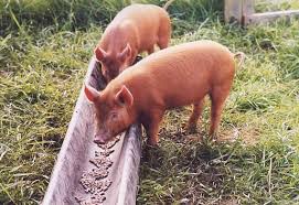 Definition and Classes of Feeding in Monogastric Animals Definition and Classes of Feeding in Monogastric Animals
